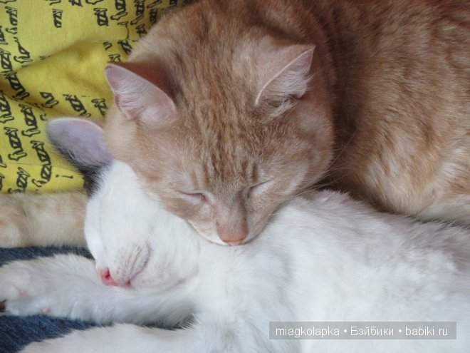 Умка,значит по Чукотски-медведь