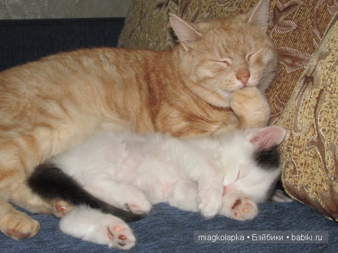 Умка,значит по Чукотски-медведь