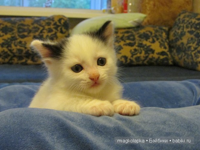 Умка,значит по Чукотски-медведь (фото 9)