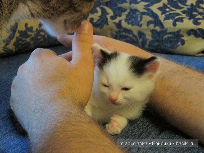 Умка,значит по Чукотски-медведь (фото 6)