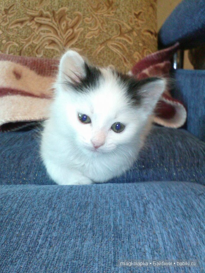 Умка,значит по Чукотски-медведь (фото 3)