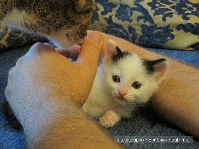 Умка,значит по Чукотски-медведь (фото 7)