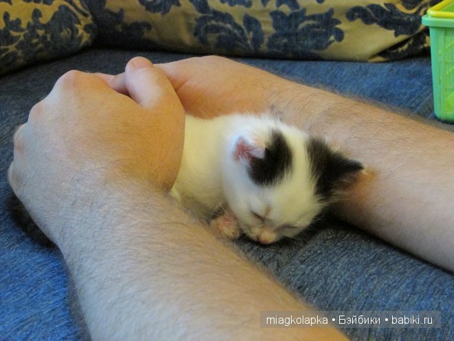 Умка,значит по Чукотски-медведь (фото 8)