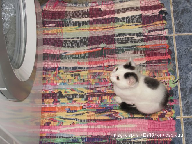 Умка,значит по Чукотски-медведь