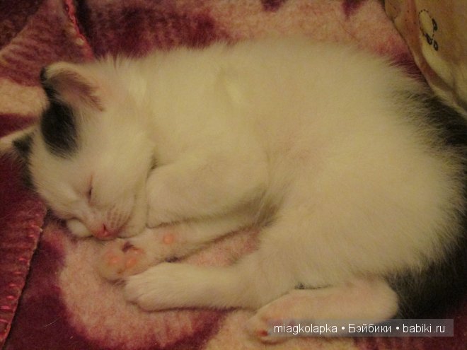 Умка,значит по Чукотски-медведь (фото 2)