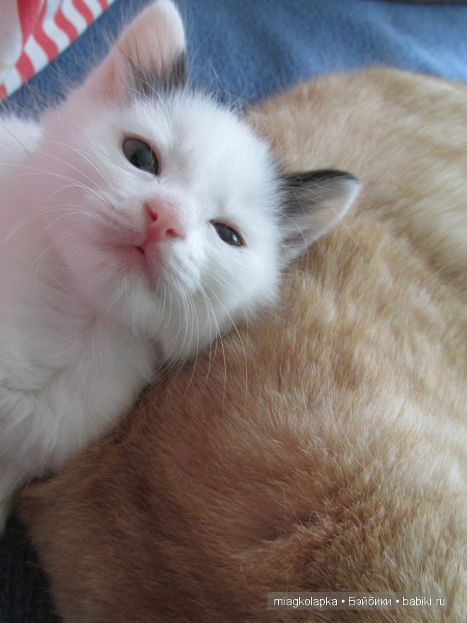 Умка,значит по Чукотски-медведь (фото 10)