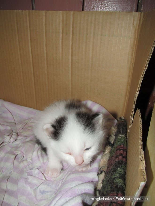 Умка,значит по Чукотски-медведь