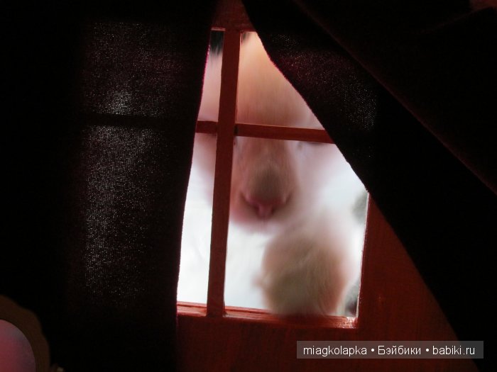 Дом который построил......кот