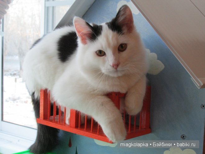 Дом который построил......кот