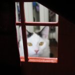 Дом который построил......кот?