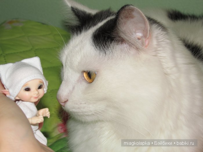 Мои котятки, Волшебные грибы и Happy birthday to me