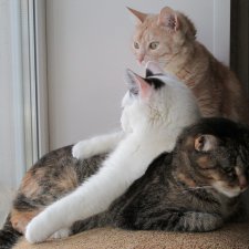 Любовь к кошкам и...к чему это приводит