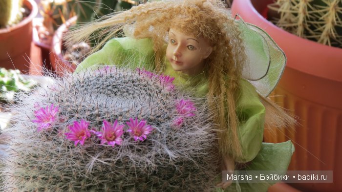 А кактусы цветут, мои любимые колючки | Бэйбики А кактусы цветут, мои любимые колючки (фото 7)