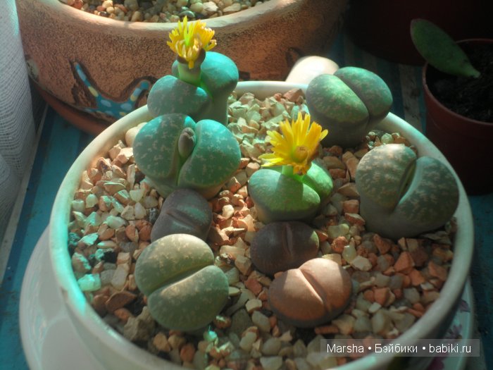 А кактусы цветут, мои любимые колючки | Бэйбики А кактусы цветут, мои любимые колючки