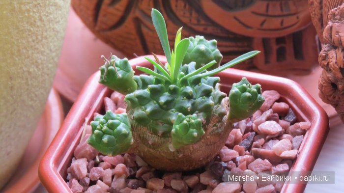 А кактусы цветут, мои любимые колючки | Бэйбики А кактусы цветут, мои любимые колючки