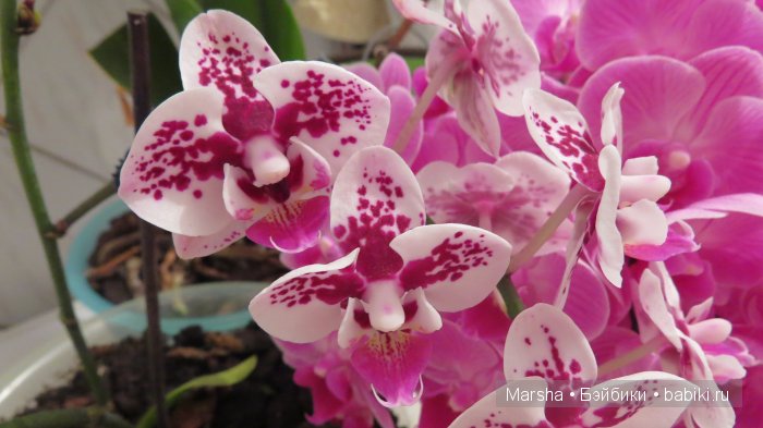 А кактусы цветут, мои любимые колючки | Бэйбики А кактусы цветут, мои любимые колючки