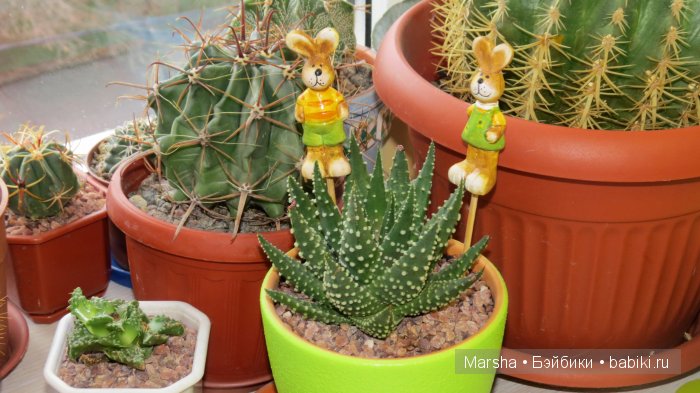 А кактусы цветут, мои любимые колючки | Бэйбики А кактусы цветут, мои любимые колючки