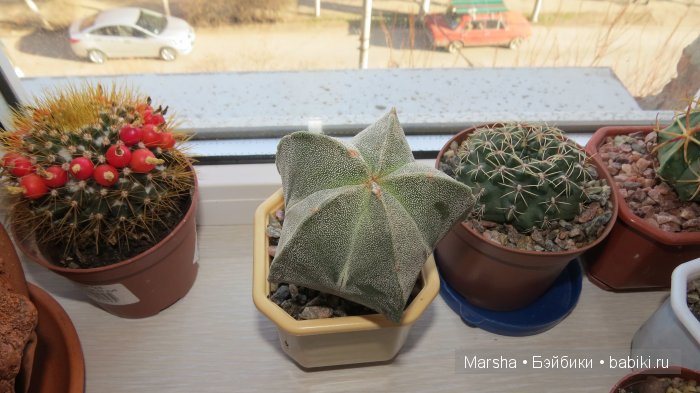 А кактусы цветут, мои любимые колючки | Бэйбики А кактусы цветут, мои любимые колючки