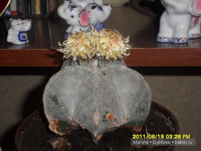 А кактусы цветут, мои любимые колючки | Бэйбики А кактусы цветут, мои любимые колючки