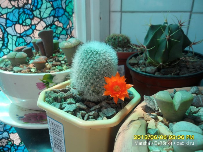 А кактусы цветут, мои любимые колючки | Бэйбики А кактусы цветут, мои любимые колючки