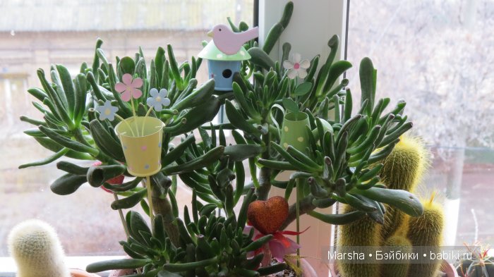 А кактусы цветут, мои любимые колючки | Бэйбики А кактусы цветут, мои любимые колючки