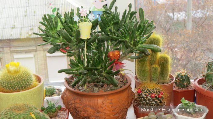 А кактусы цветут, мои любимые колючки | Бэйбики А кактусы цветут, мои любимые колючки