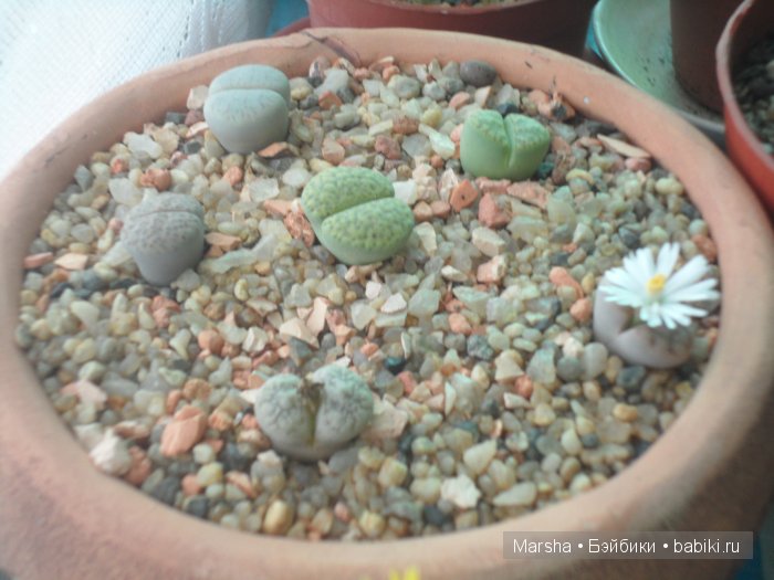 А кактусы цветут, мои любимые колючки | Бэйбики А кактусы цветут, мои любимые колючки