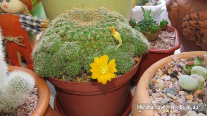 А кактусы цветут, мои любимые колючки | Бэйбики А кактусы цветут, мои любимые колючки (фото 4)