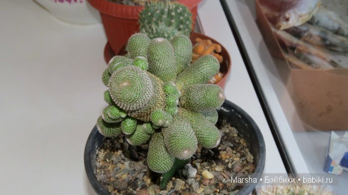 А кактусы цветут, мои любимые колючки | Бэйбики А кактусы цветут, мои любимые колючки