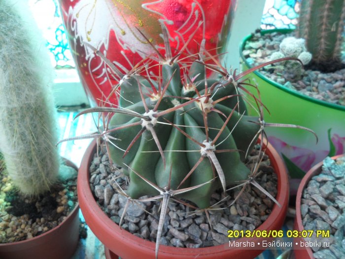 А кактусы цветут, мои любимые колючки | Бэйбики А кактусы цветут, мои любимые колючки