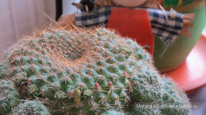А кактусы цветут, мои любимые колючки | Бэйбики А кактусы цветут, мои любимые колючки (фото 3)