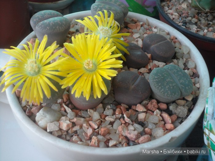 А кактусы цветут, мои любимые колючки | Бэйбики А кактусы цветут, мои любимые колючки