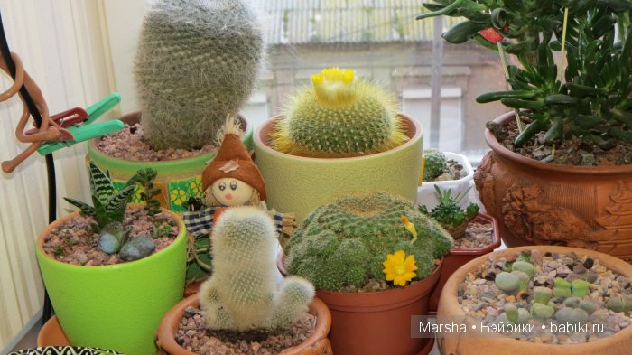 А кактусы цветут, мои любимые колючки | Бэйбики А кактусы цветут, мои любимые колючки