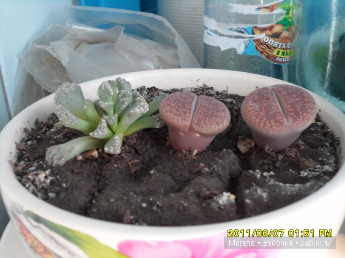 А кактусы цветут, мои любимые колючки | Бэйбики А кактусы цветут, мои любимые колючки