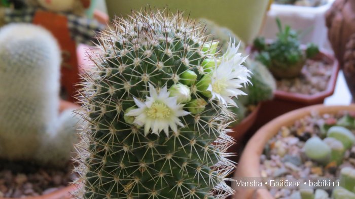 А кактусы цветут, мои любимые колючки | Бэйбики А кактусы цветут, мои любимые колючки (фото 10)