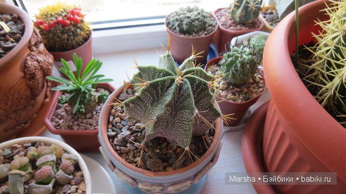 А кактусы цветут, мои любимые колючки | Бэйбики А кактусы цветут, мои любимые колючки