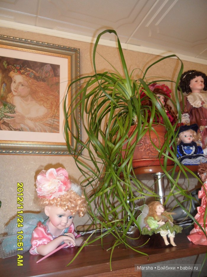 А кактусы цветут, мои любимые колючки | Бэйбики А кактусы цветут, мои любимые колючки