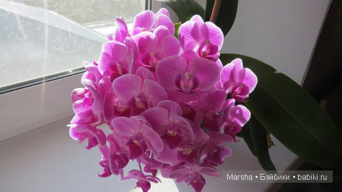 А кактусы цветут, мои любимые колючки | Бэйбики А кактусы цветут, мои любимые колючки