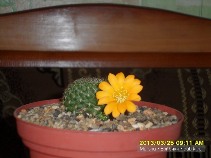 А кактусы цветут, мои любимые колючки | Бэйбики А кактусы цветут, мои любимые колючки (фото 2)