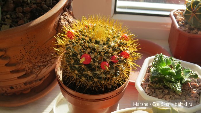 А кактусы цветут, мои любимые колючки | Бэйбики А кактусы цветут, мои любимые колючки (фото 5)