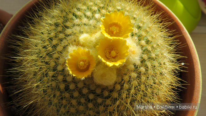 А кактусы цветут, мои любимые колючки | Бэйбики А кактусы цветут, мои любимые колючки (фото 9)