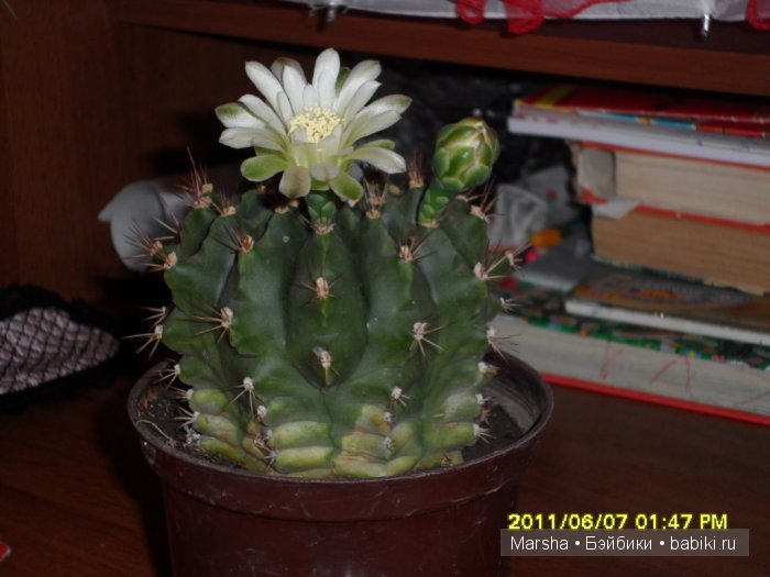 А кактусы цветут, мои любимые колючки | Бэйбики А кактусы цветут, мои любимые колючки