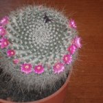 А кактусы цветут, мои любимые колючки