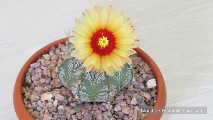 Здравствуй, кактус! Милый злючка, Мой смешной зеленый ёж | Бэйбики Здравствуй, кактус! Милый злючка, Мой смешной зеленый ёж