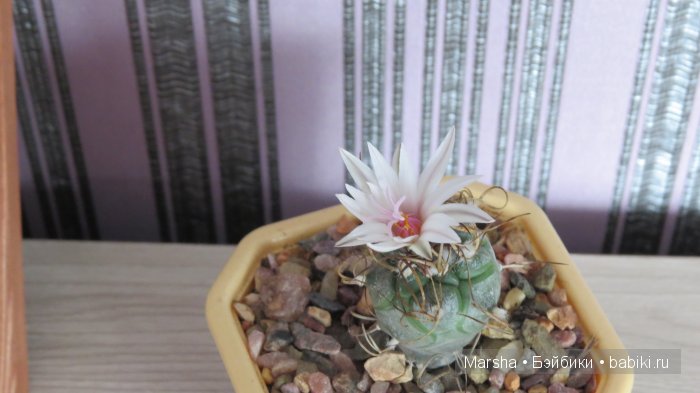 Здравствуй, кактус! Милый злючка, Мой смешной зеленый ёж | Бэйбики Здравствуй, кактус! Милый злючка, Мой смешной зеленый ёж (фото 10)