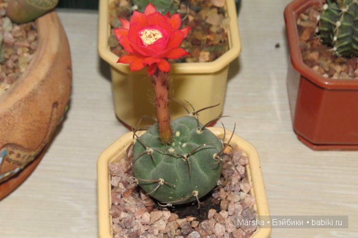 Здравствуй, кактус! Милый злючка, Мой смешной зеленый ёж | Бэйбики Здравствуй, кактус! Милый злючка, Мой смешной зеленый ёж