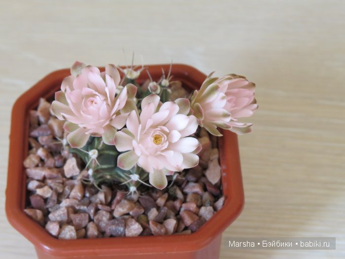 Здравствуй, кактус! Милый злючка, Мой смешной зеленый ёж | Бэйбики Здравствуй, кактус! Милый злючка, Мой смешной зеленый ёж