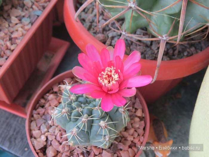 Здравствуй, кактус! Милый злючка, Мой смешной зеленый ёж | Бэйбики Здравствуй, кактус! Милый злючка, Мой смешной зеленый ёж