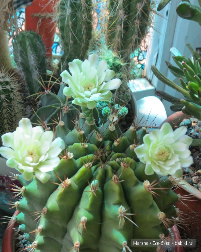 Здравствуй, кактус! Милый злючка, Мой смешной зеленый ёж | Бэйбики Здравствуй, кактус! Милый злючка, Мой смешной зеленый ёж