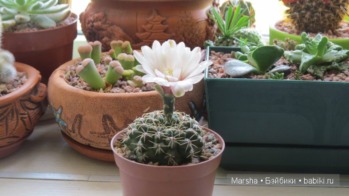 Здравствуй, кактус! Милый злючка, Мой смешной зеленый ёж | Бэйбики Здравствуй, кактус! Милый злючка, Мой смешной зеленый ёж (фото 3)